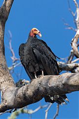 Lesser Yellow-headed Vulture